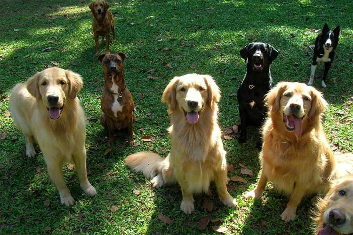 laboratório veterinário