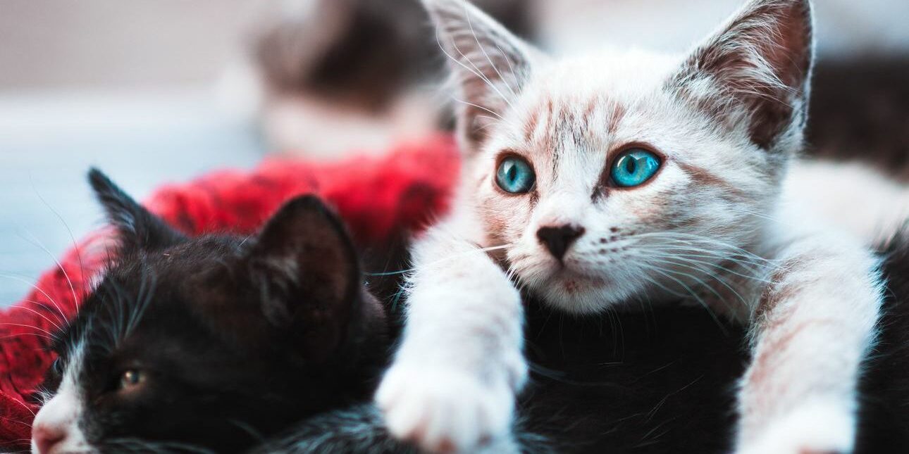 laboratório veterinário