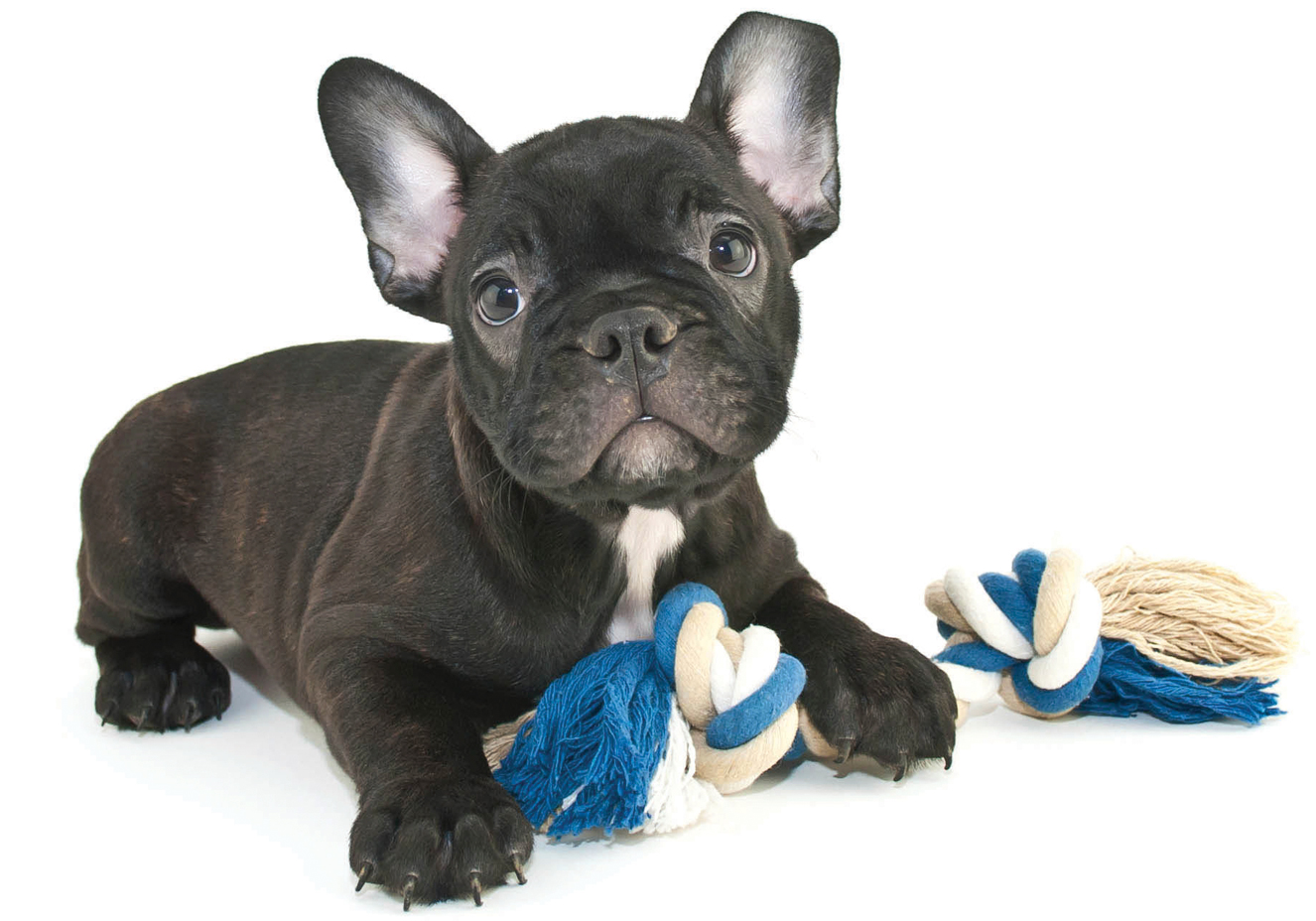 laboratório veterinário